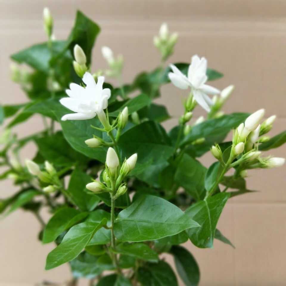 笔尖茉莉花盆栽室内花卉单瓣独杆笔尖茉莉花王d8 4年【独杆笔尖茉莉】