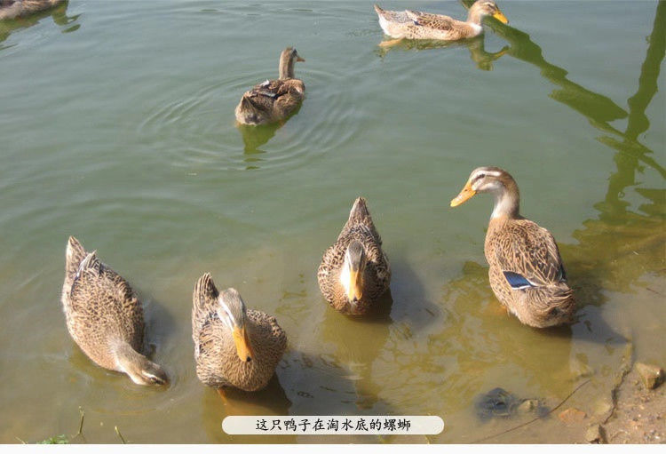 21斤一隻農家散養土鴨老鴨麻鴨新鮮生鴨肉鮮鴨水養鴨整鴨灣鈺蜜2只