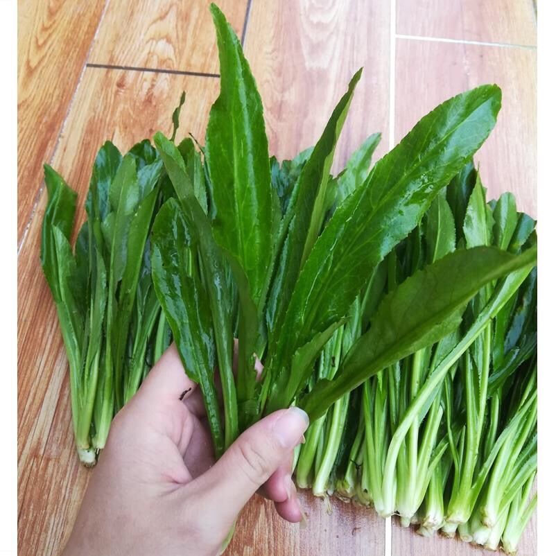 云南大香菜刺芫荽新鲜刺芹假芫茜元西缅芜荽泰国越南香菜3斤香菜带根