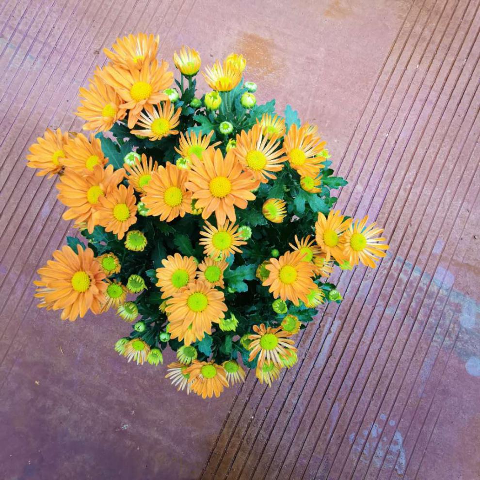 千特彩虹菊草莓心荷兰菊花盆栽带花荷兰大菊花苗成品千头菊多头菊花