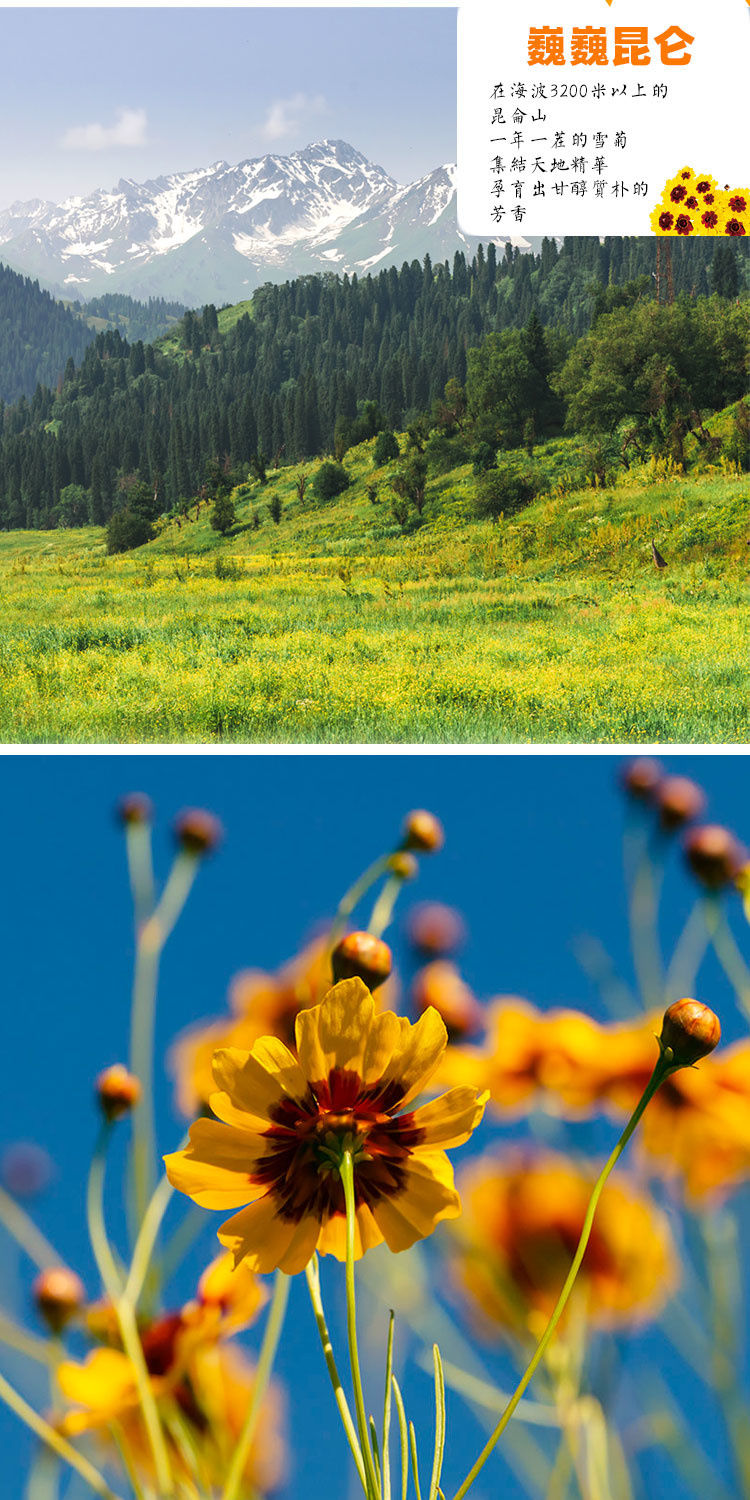 昆仑山雪菊花茶昆仑雪菊新疆天山血菊胎菊昆仑山雪菊花茶昆仑雪菊