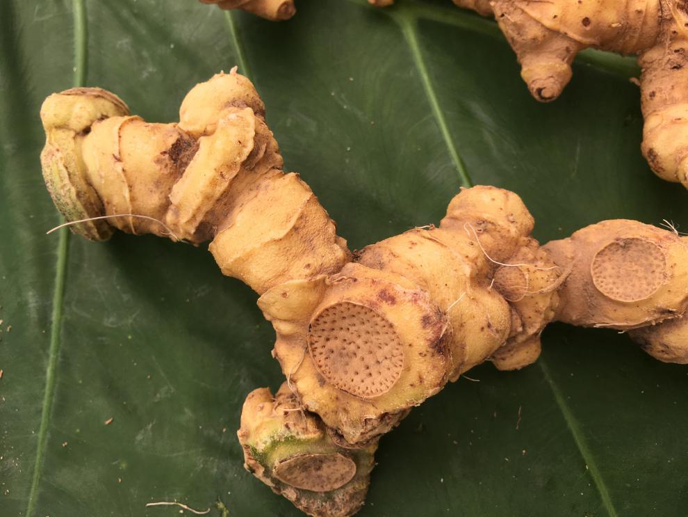 鲜黄精生新鲜500g特级九华山肉头鸡头中药材食用泡水泡酒【图片 价格