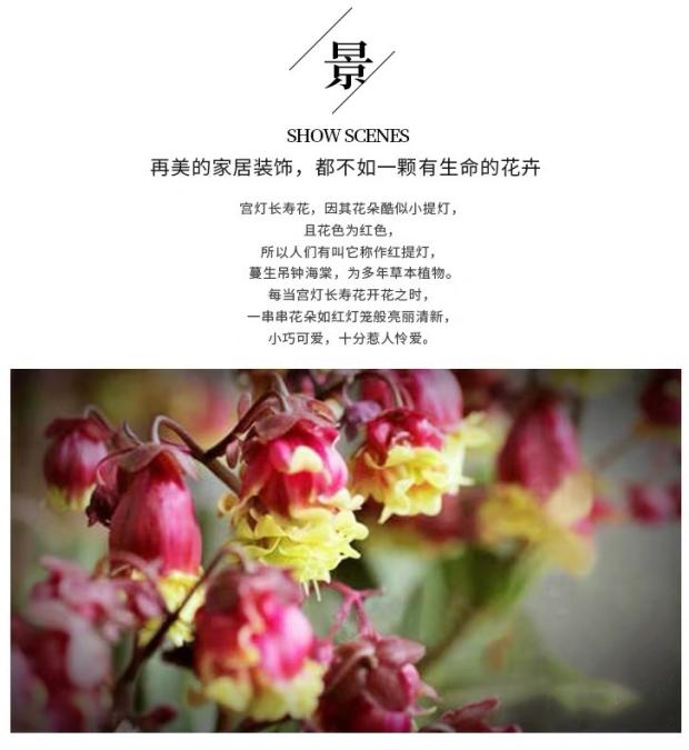 重瓣宫灯长寿花新品室内盆栽花卉花苗开花多年生重瓣宫灯13厘米盆1盆带盆栽好 图片价格品牌报价 京东