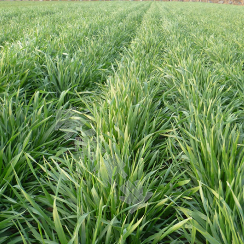 冬牧70黑麦草种籽进口四倍体宽叶秋冬季牧草种籽养殖禽畜耐寒高产小米