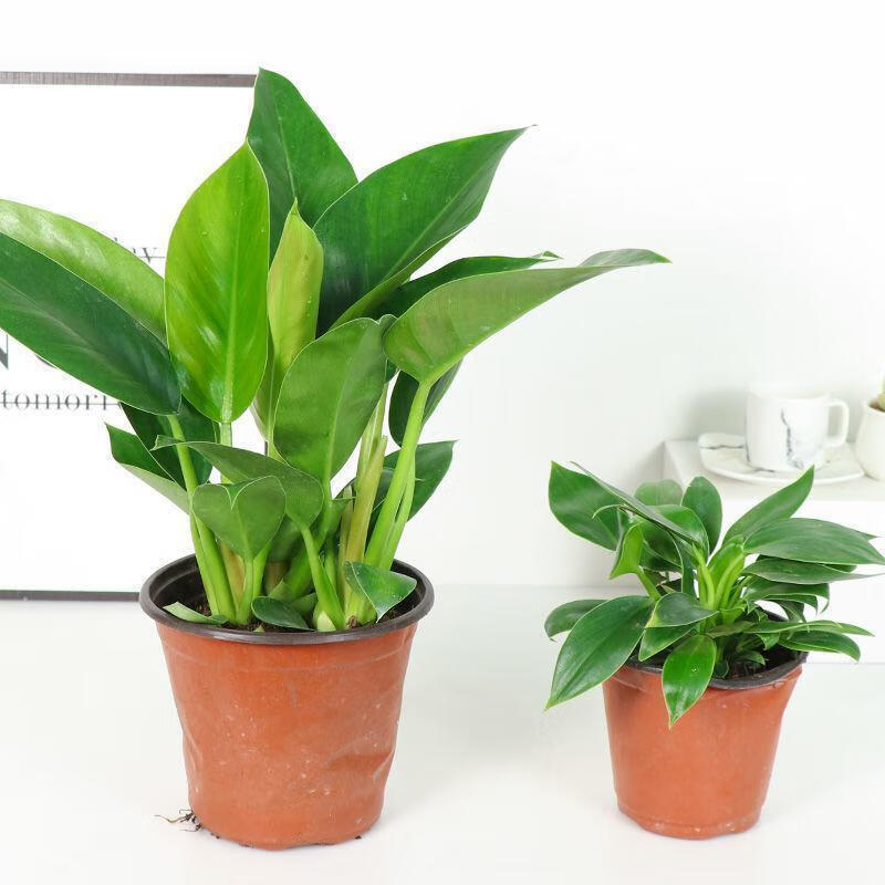 浙一鲜 绿公主大叶金钻盆栽四季常青吸甲醛净化空气室内阳台花卉水培