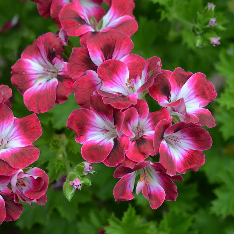元井汇蝴蝶梅大花天竺葵花苗糖果天多年生盆栽花卉阳台庭院多花四季易