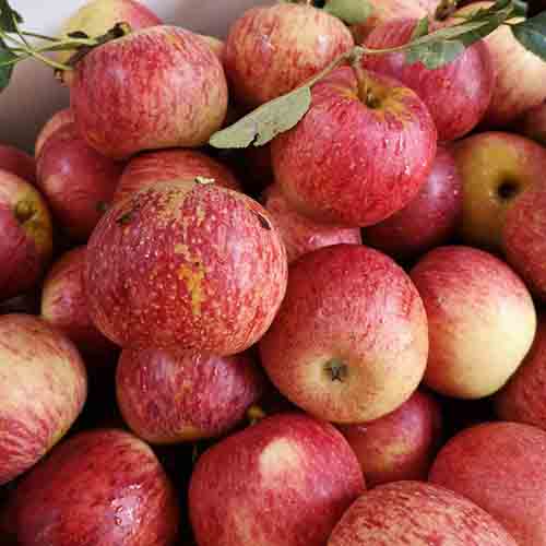 颜曼菁 现摘云南蒙自西北勒小苹果脆甜山野苹果石头缝里小苹果新鲜