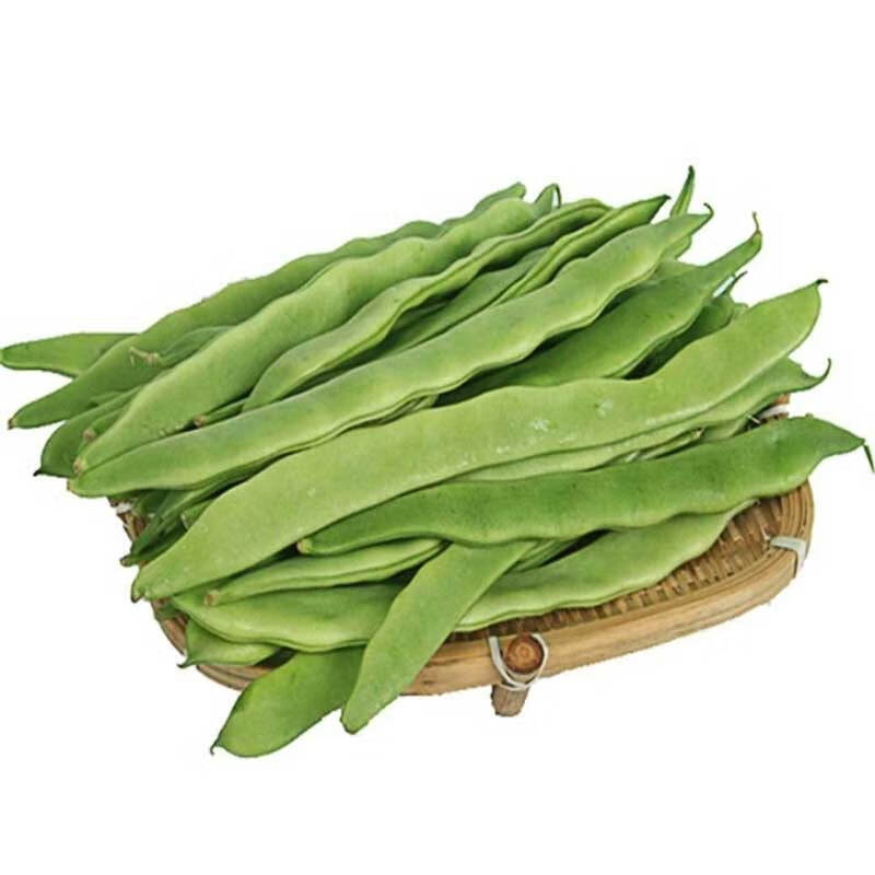 芸豆种子超宽四季豆绿油豆扁豆种籽架豆豆角种孑基地专用春季四季 宽