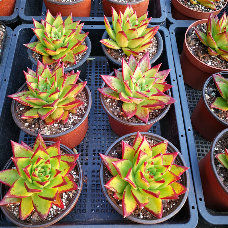 小贵多肉植物办公室桌面萌肉迷你植物盆栽组合肉肉植物 阿拉丁玉扇4