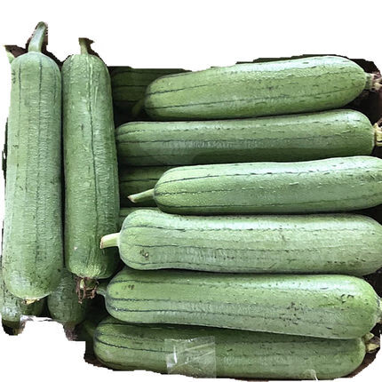 苏北现摘农家奶油丝瓜 新鲜绿皮丝瓜短丝瓜小丝瓜整箱5斤蔬菜 10斤