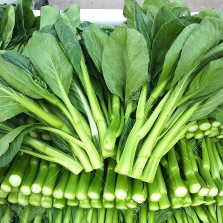 条四九菜芯绿菜苔种籽四季阳台庭院蔬菜种孑 【四季甜菜心】种植套装