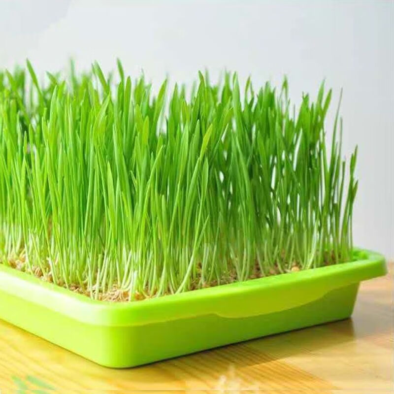 河南新小麦种原种子小麦粒促销草种食用麦芽糖磨面煮粥小麦苗麦酱 10