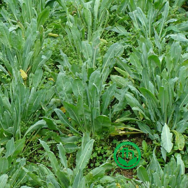 大叶野生板蓝根250克简装【图片 价格 品牌 报价】-京东