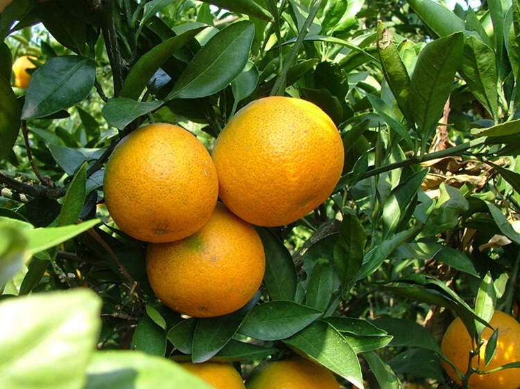 常山胡柚 新鲜20斤毛重 微苦柚子当季水果种高山农产品中秋 优选大果