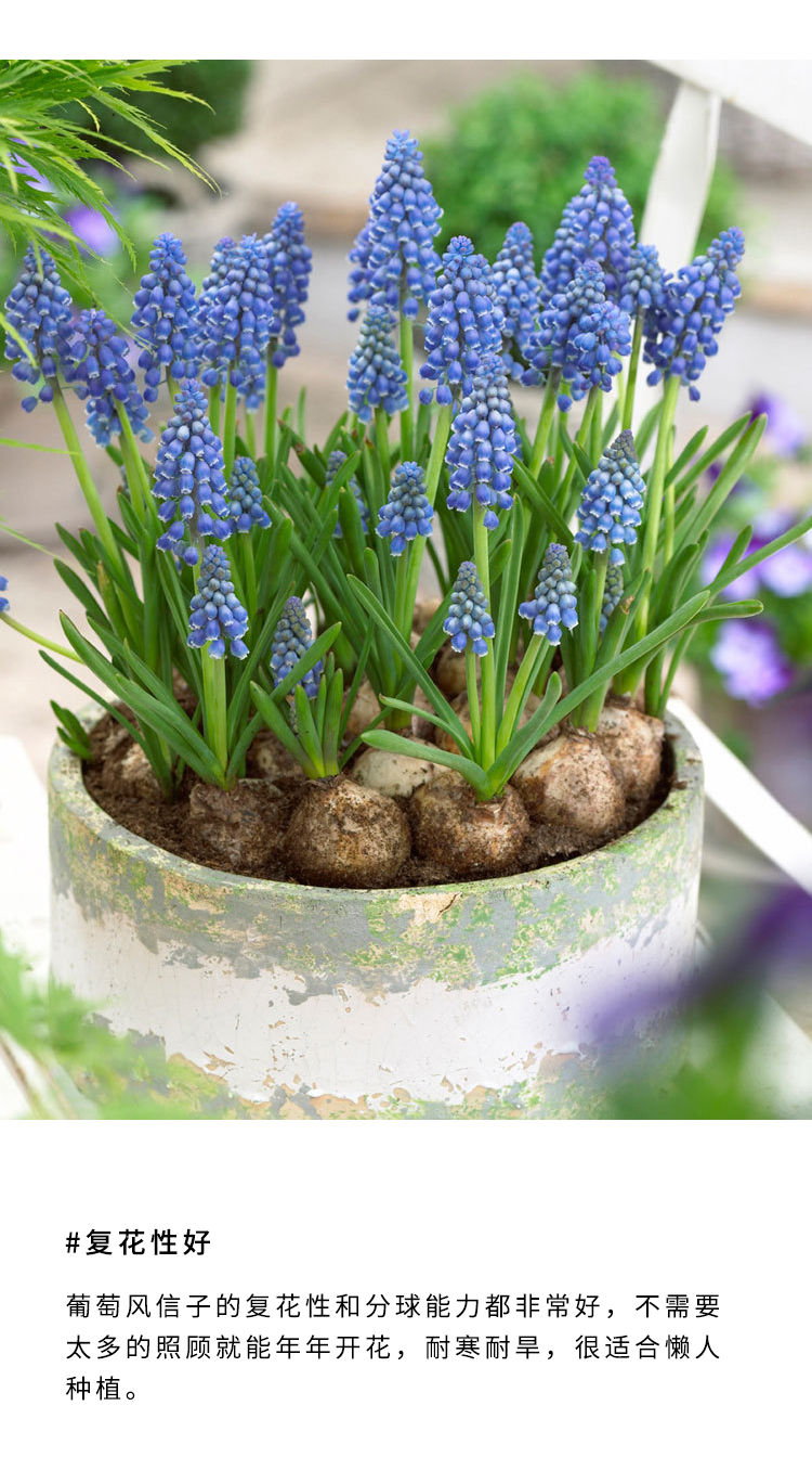 睿格达 荷兰进口葡萄风信子种球多年生植物四季种植秋冬耐寒花卉当年