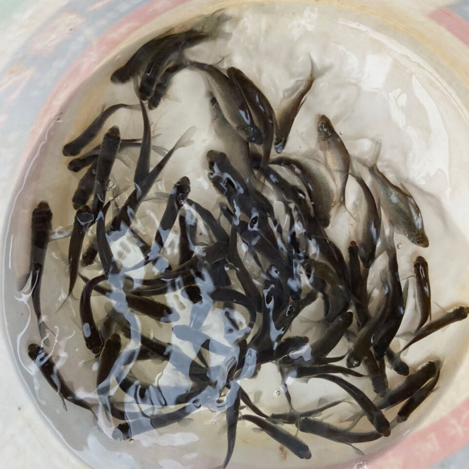 重庆武昌鱼苗青鱼鲫鱼裸鲤淡水冷水家鱼苗饲料鱼 武昌鱼3-5厘米50条