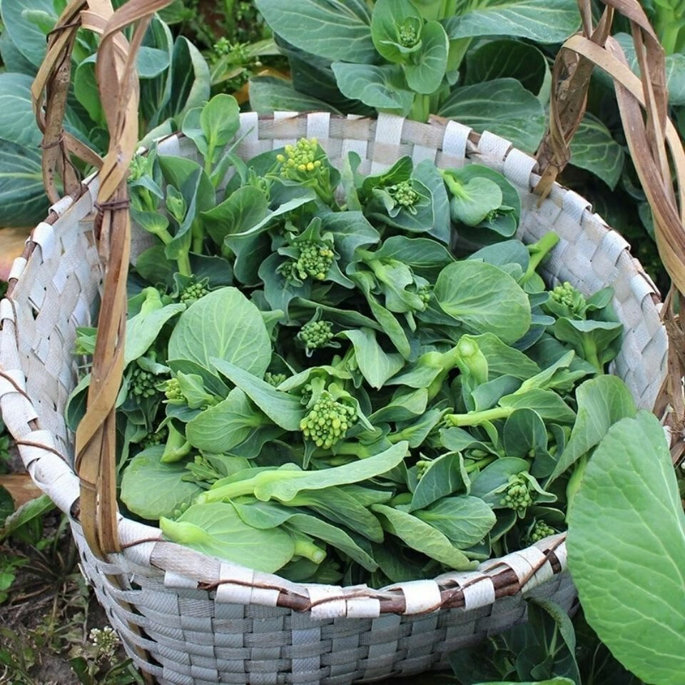 苏北青菜苔当天现摘霜冻苏州青新鲜菜心露天青菜头菜花五斤