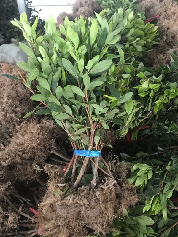 绿化工程苗杜鹃杜鹃花苗 杜鹃小苗 毛杜鹃 春鹃小苗 映山红 红花继木