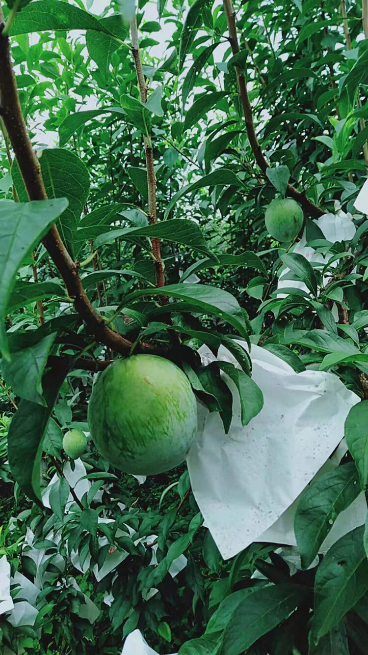 正宗青奈李翡翠李湖南汝城文明大果奈李应季水果脆甜现摘发恐龙蛋 5斤