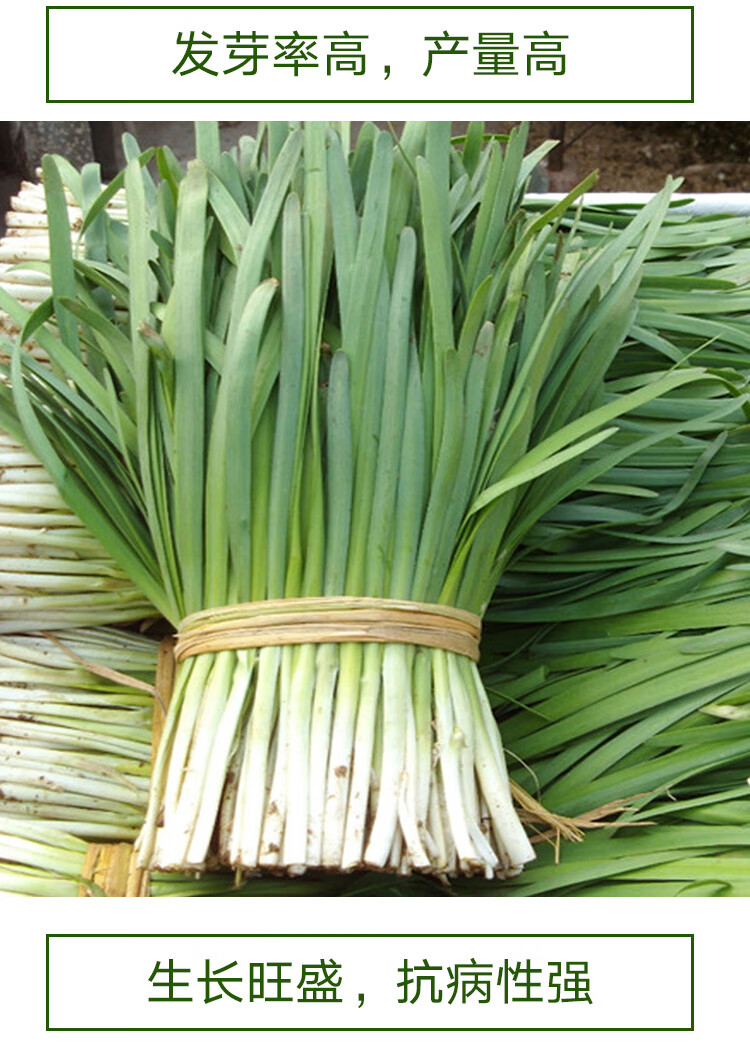 汉中韭霸韭菜种子籽春季秋季四季播种韭菜根韭菜苗蔬菜苔韭菜种孑