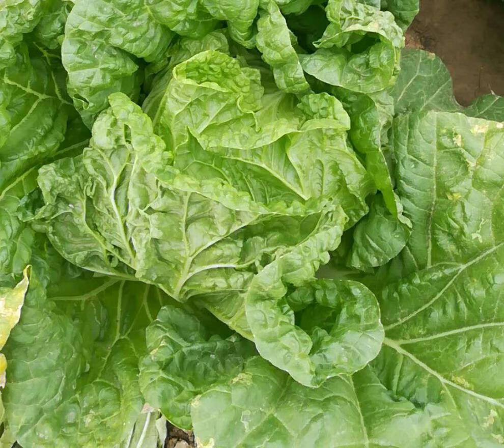 贵州农家露天种植新鲜大白菜麻叶菜青麻菜五斤