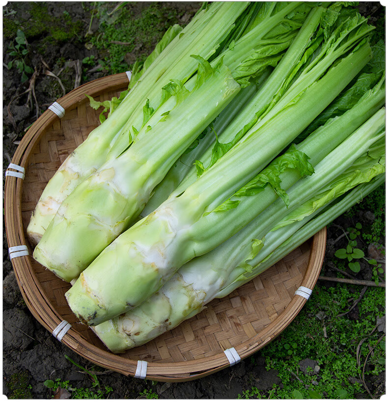 新鲜棒棒菜四川农家自种鲜棒大头菜青笋青菜头青芥菜蔬菜脑壳菜头