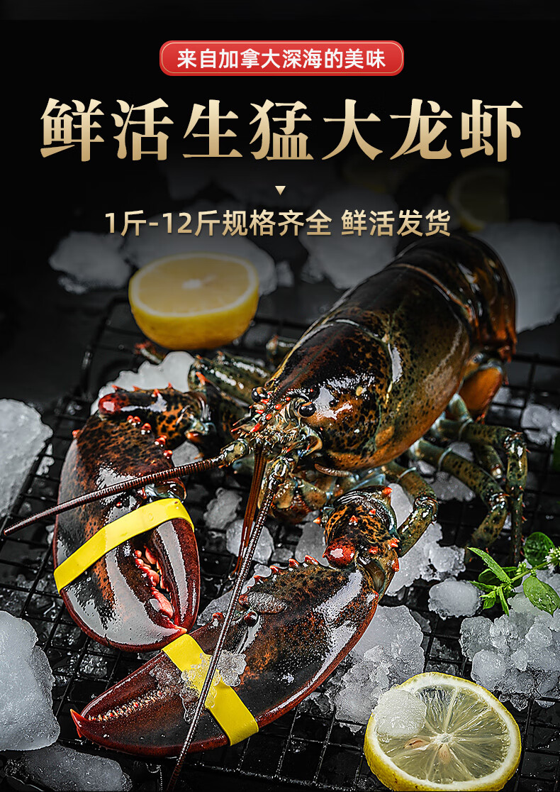 碧浔泽畔波士顿龙虾超大鲜活波龙海鲜水产活虾规格齐全北京上海广州鲜