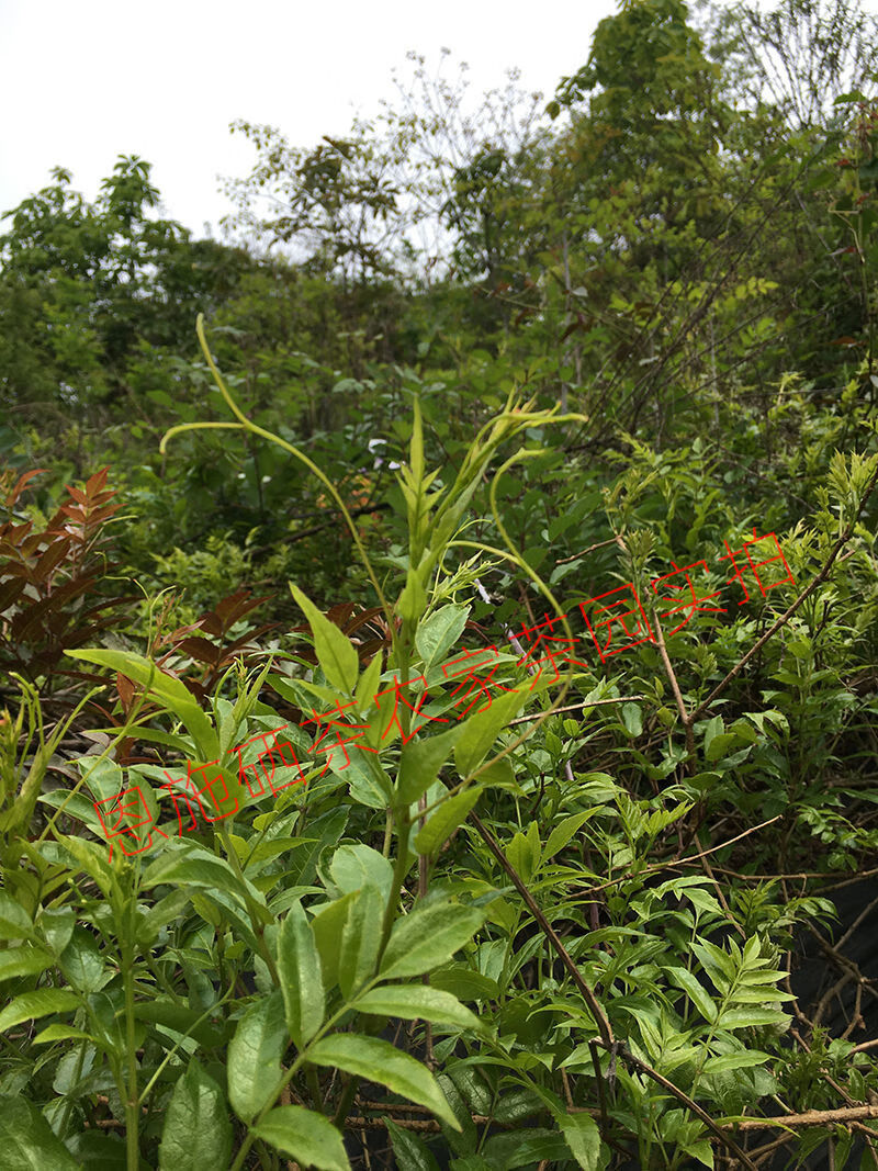 湖北恩施富硒藤茶 野生藤茶小稀莓茶正宗特级龙须养生腾茶 深红色