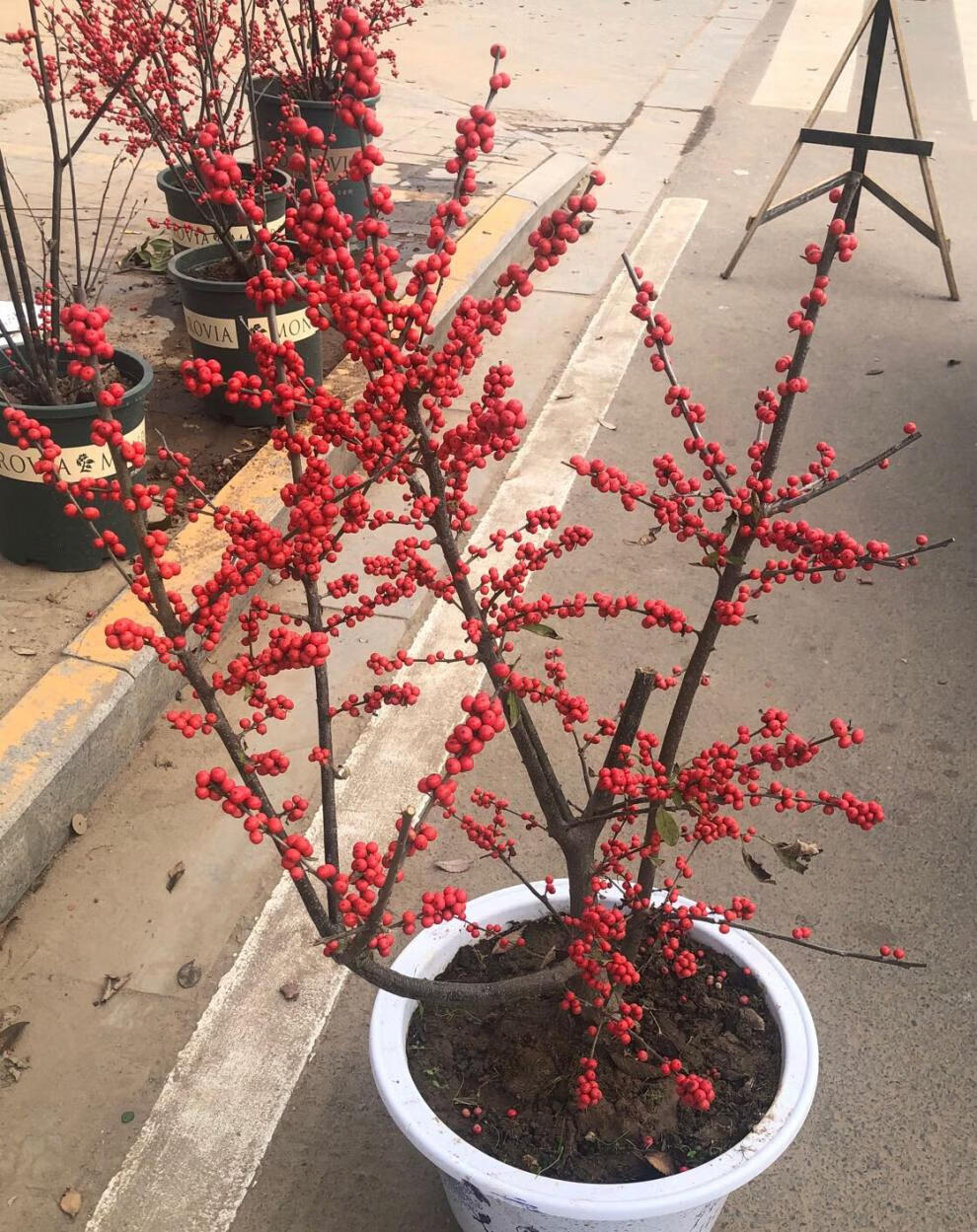 蘇夢農資 北美冬青盆栽植物歐洲紅果冬青盆景耐寒植物可盆栽地載年宵