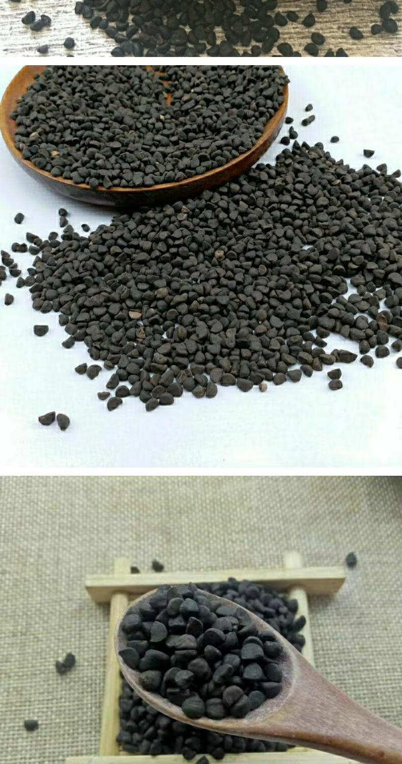 中药材新货黑丑二丑牵牛子无杂质黑丑新鲜干货牵牛子 黑丑250克【图片