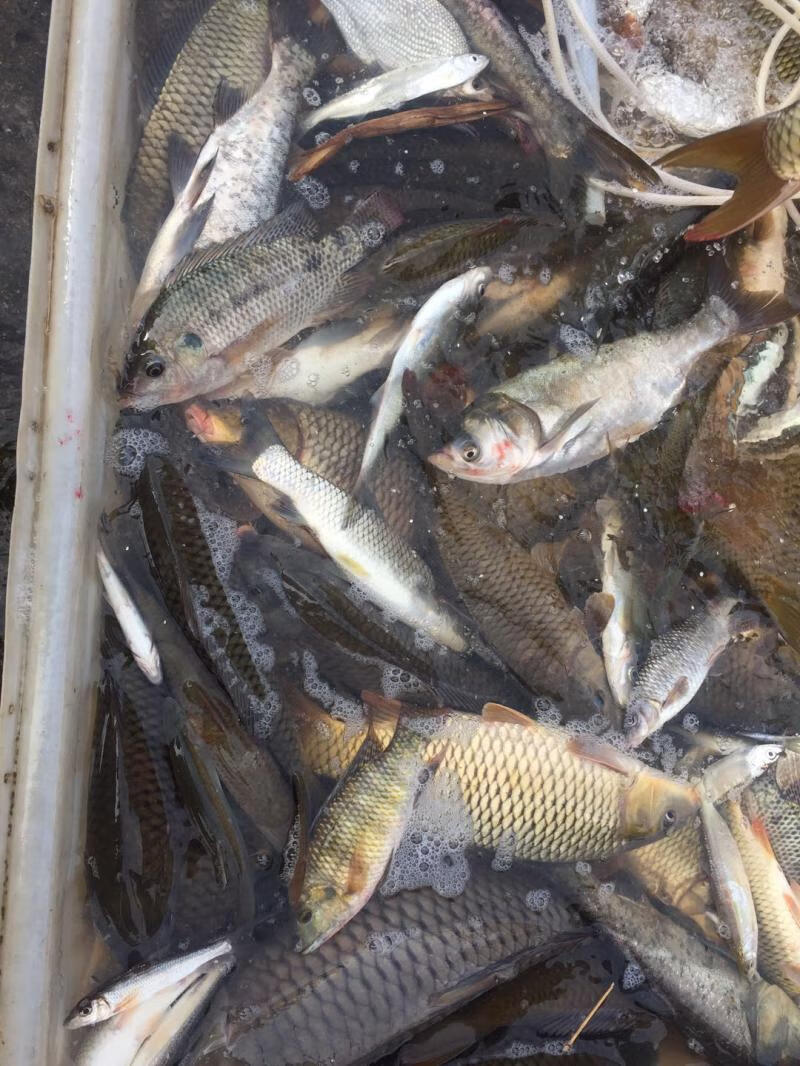 lism河源东江鲤鱼河鱼河鲜鲤新鲜营月子煲汤3斤江河鱼