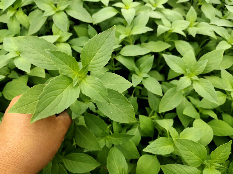 【顺丰速发】荆芥菜 河南新鲜荆芥菜1/4斤装大叶荆菜调味菜现摘发货