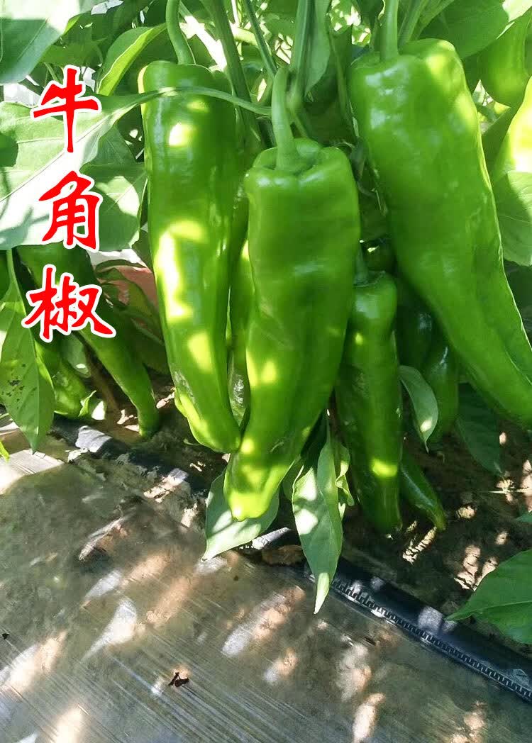 大牛角椒大果羊角青椒5斤尖椒辣椒微辣新品种春季蔬菜