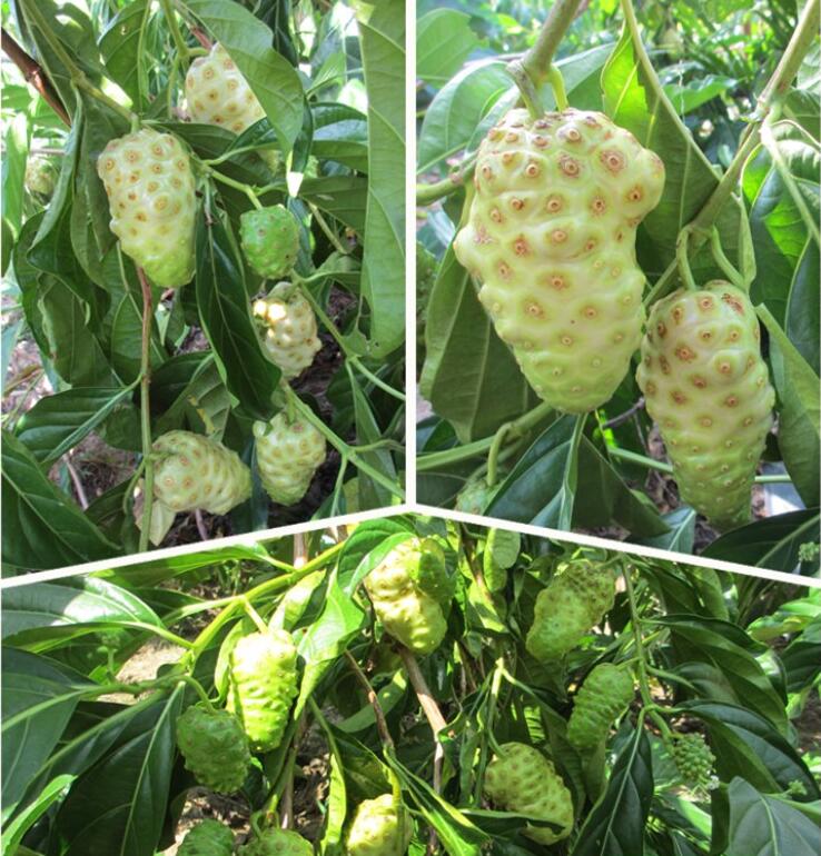 海南诺丽果 酵素原料新鲜诺尼果 2.5kg