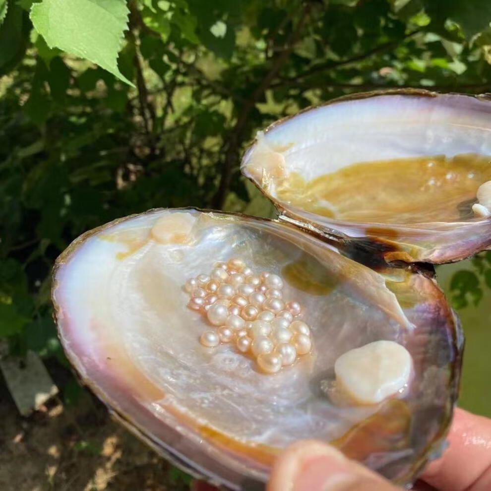 珍珠蚌自己开项链 盲盒珍珠蚌活体鲜活天然淡水真空小