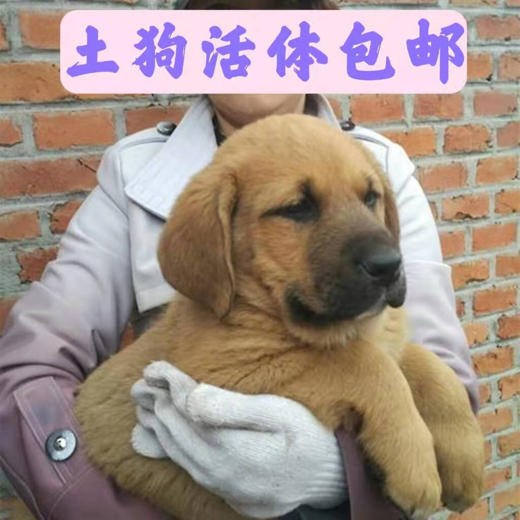 京東推薦榮鬱土狗活體活物苗幼犬大型中華田園犬農村看家護院領養幼崽