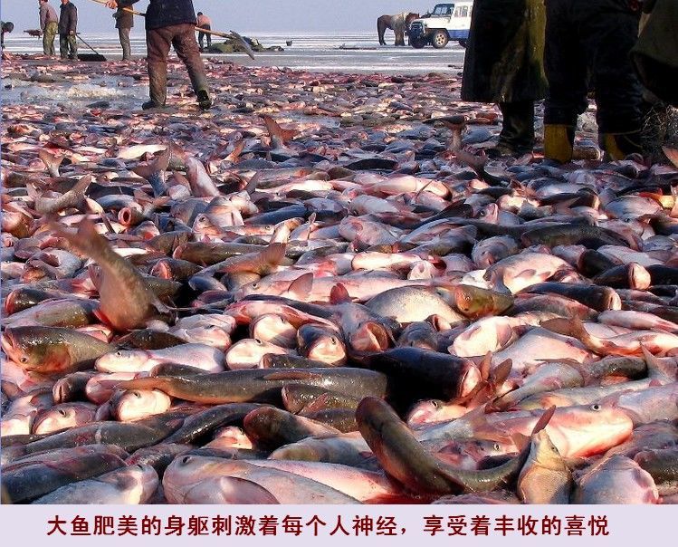 lism查干湖胖头鱼野生5斤-20斤 淡水湖鱼冬捕鱼有机胖头鱼礼盒 野生