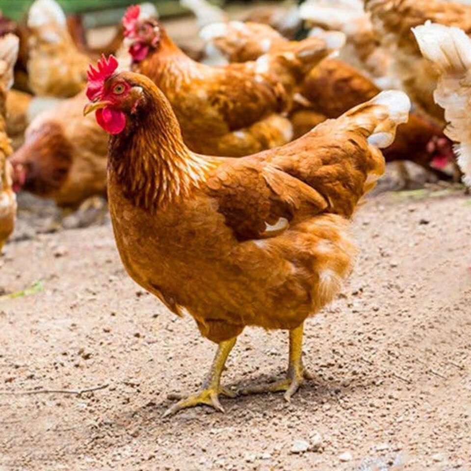 正宗农家山区散养三黄鸡新鲜现杀整只土鸡老母鸡姬美食尚散养三黄鸡1