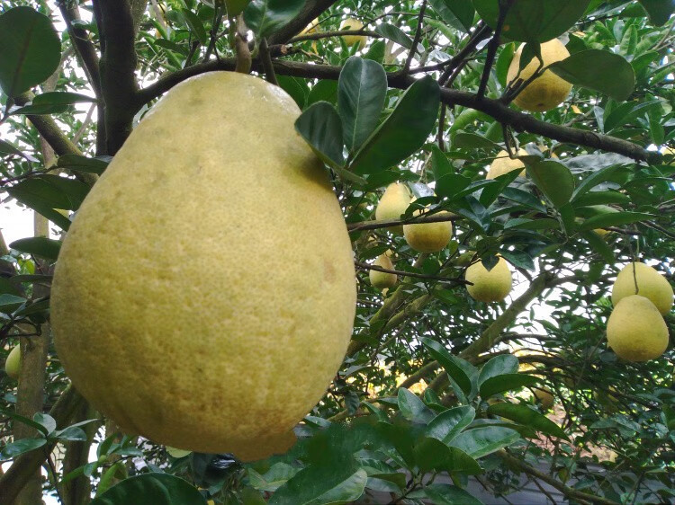 钦辰奕速发2个装礼盒广安龙安柚四川特产红肉蜜柚孕妇丑柚5斤红肉柚子