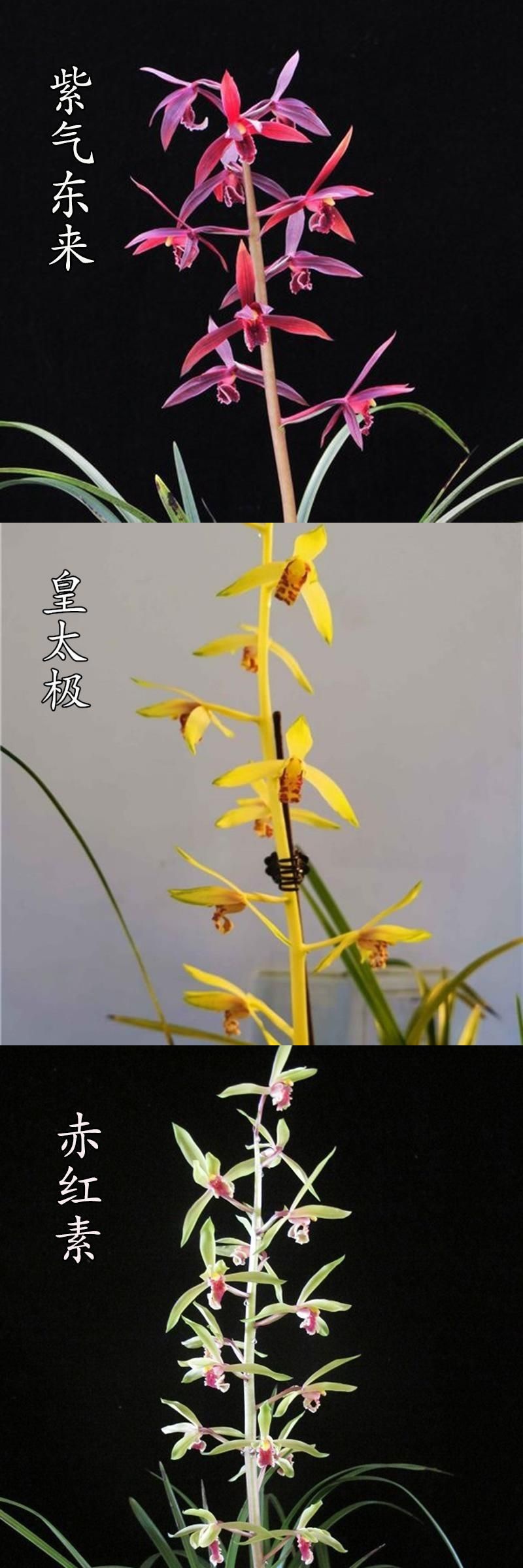 单苗价格现不带花苞兰花植物室内蕙兰紫气东来天骄牡丹拍多件发连体苗