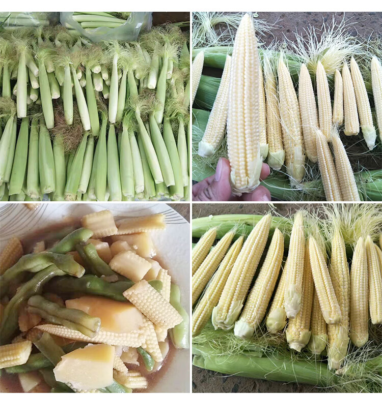 玉米笋种子笋玉米嫩苞米籽鲜食 炒菜炖汤煲粥种籽甜脆香蔬菜籽 原装30