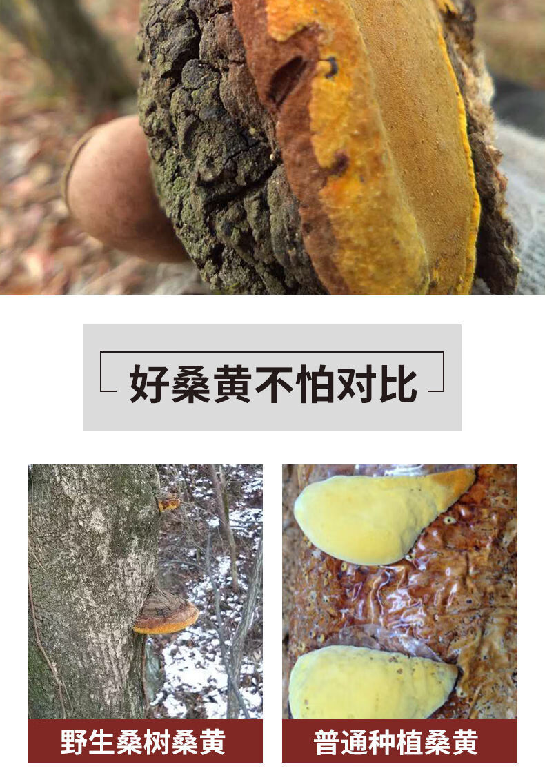 西藏桑黃20年靈芝正宗桑樹金邊桑黃的功效與作用佳品 官方品質20年