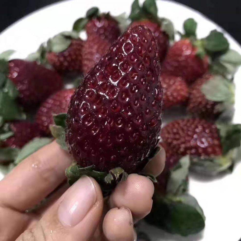 梦宛怡 新品黑珍珠草莓新鲜草莓白色恋人 日礼盒菠萝莓白雪公主淡雪