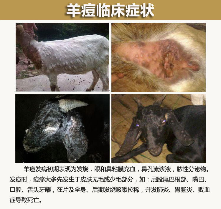 羊用疫苗羊痘三联四防传胸口疮口蹄疫小反刍链球菌大肠杆菌脓包羊痘50