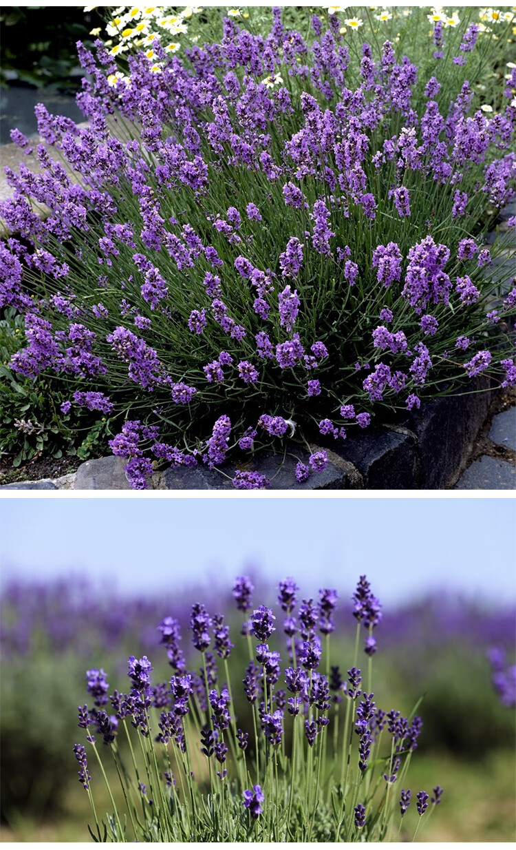 薰衣草盆栽莫纳特丽莎阳台室内绿植吸毒草植物 特丽莎薰衣草(一加仑盆