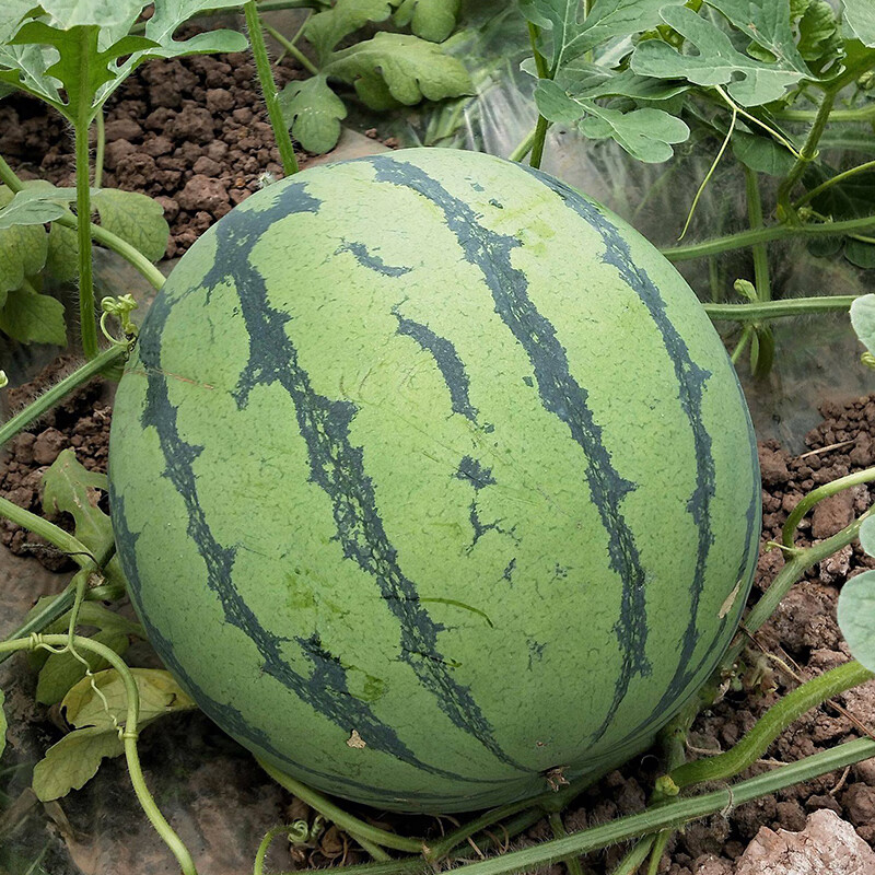 冰糖麒麟王西瓜种子新疆早佳8424抗裂早熟脆甜多汁大果沙瓤瓜种籽