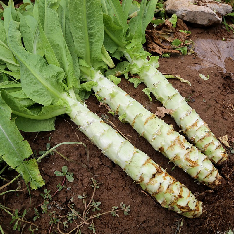 纳格兰四季莴笋种子适合春季种植的红莴苣种孑冬季室外易活蔬菜籽种