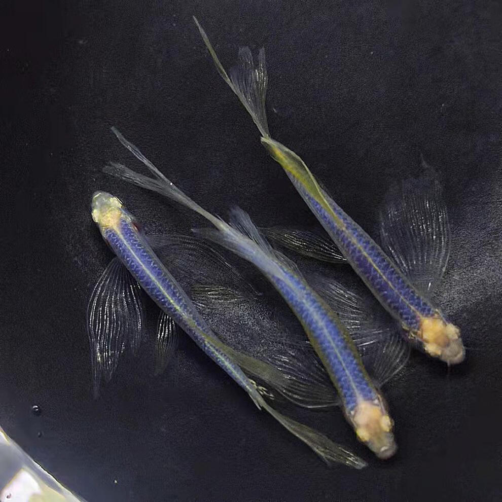 ajaj蝶翼长尾斑马鱼热带长鳍翡翠斑马观赏鱼高帆繁殖金鱼活鱼淡水好养