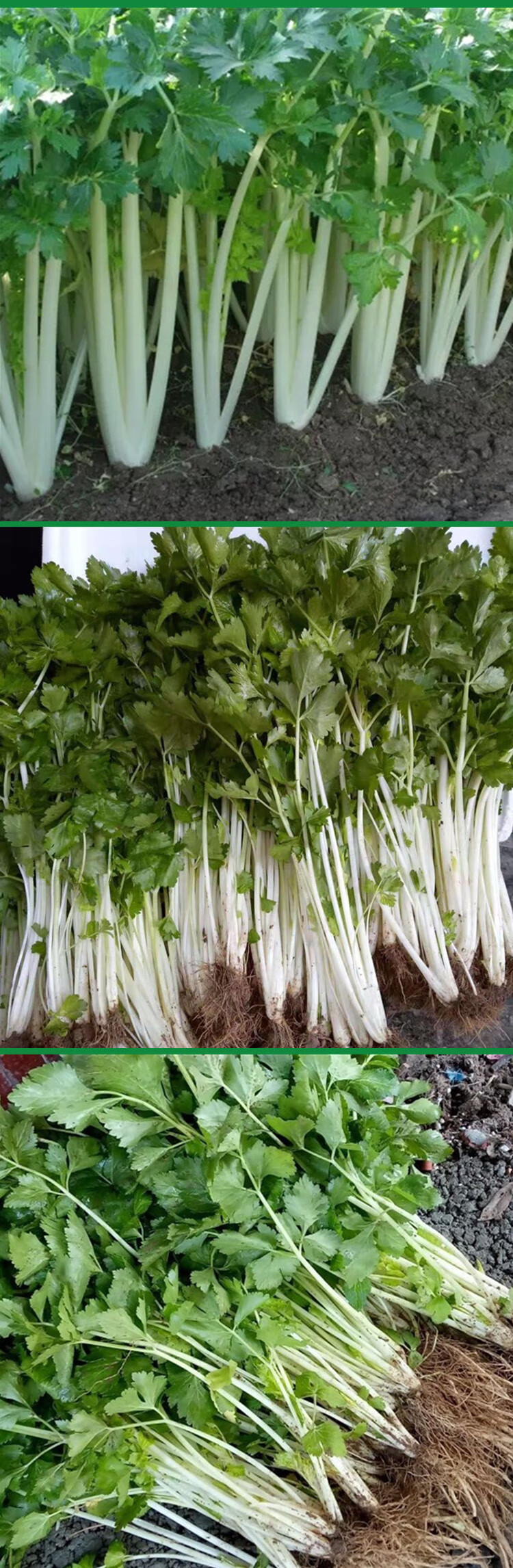 白芹种子 四川白杆芹菜小香芹种籽 春秋四季阳台盆栽蔬菜种孑 雪白