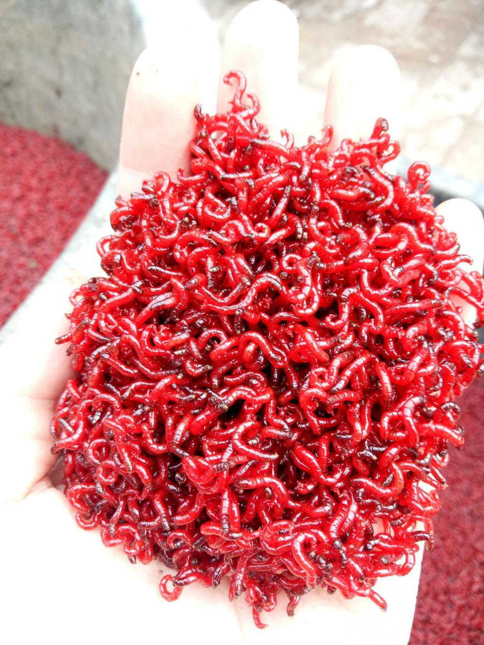 姬卉天津鲜活红虫批发大号公虫挂钩红虫活体鱼饵钓饵原产地直发 小号